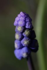 Muscari