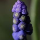 Muscari