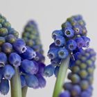 Muscari