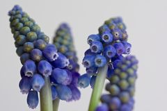 Muscari