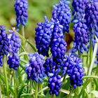 Muscari