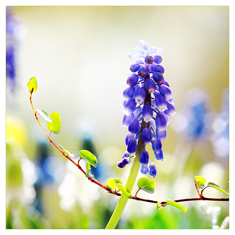 []...muscari...[]