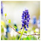 []...muscari...[]