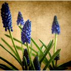 . Muscari .