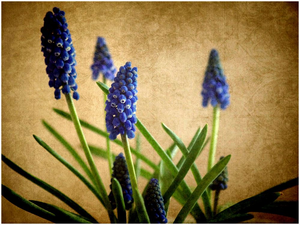 . Muscari .