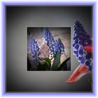 Muscari