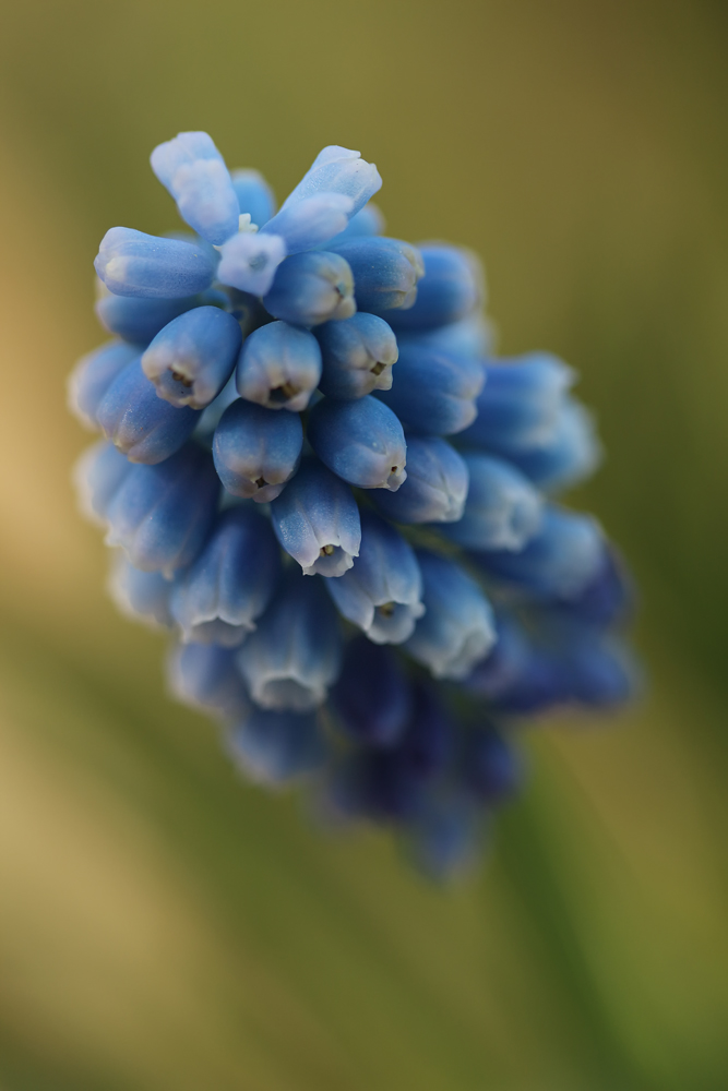 Muscari