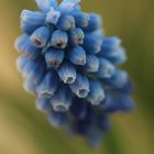 Muscari