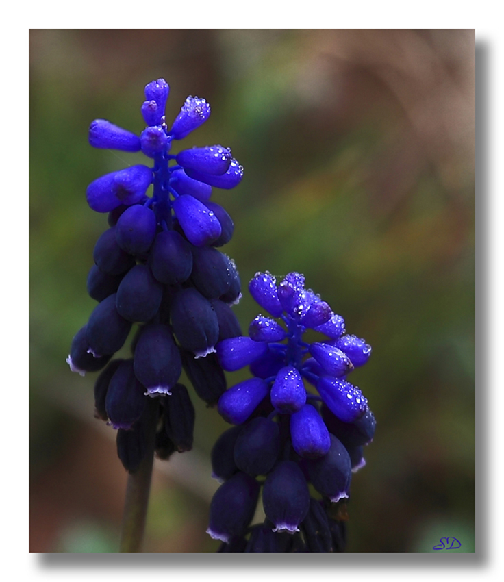 Muscari aprés la pluie .