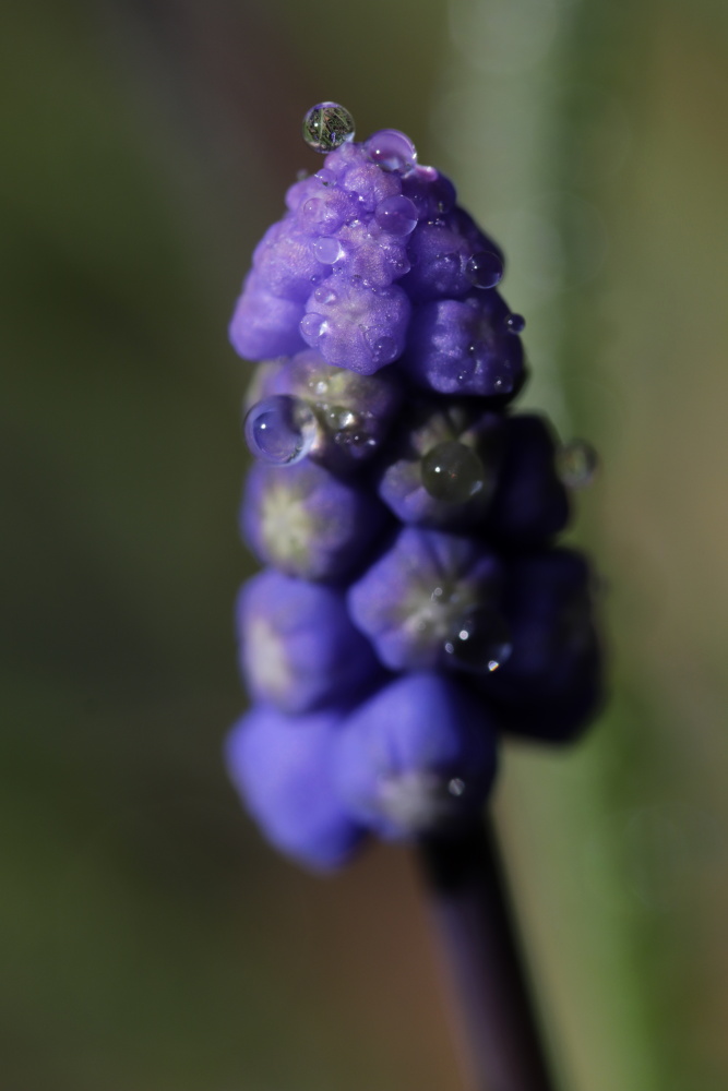 Muscari armeniacum