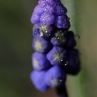 Muscari armeniacum