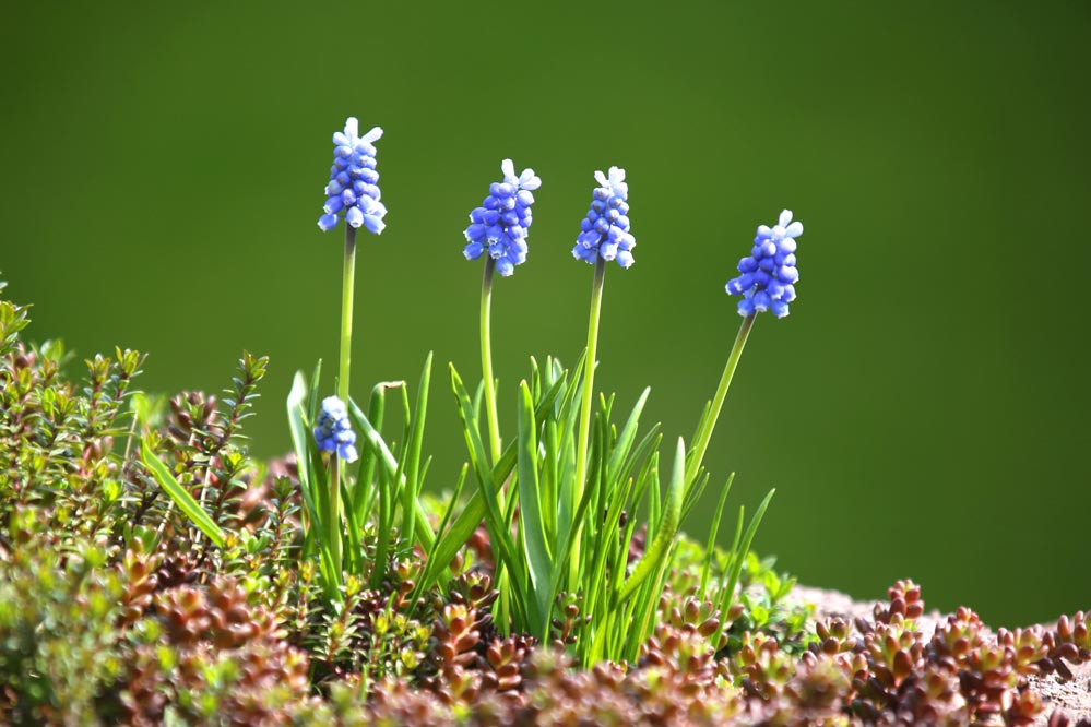 Muscari armeniacum