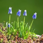 Muscari armeniacum