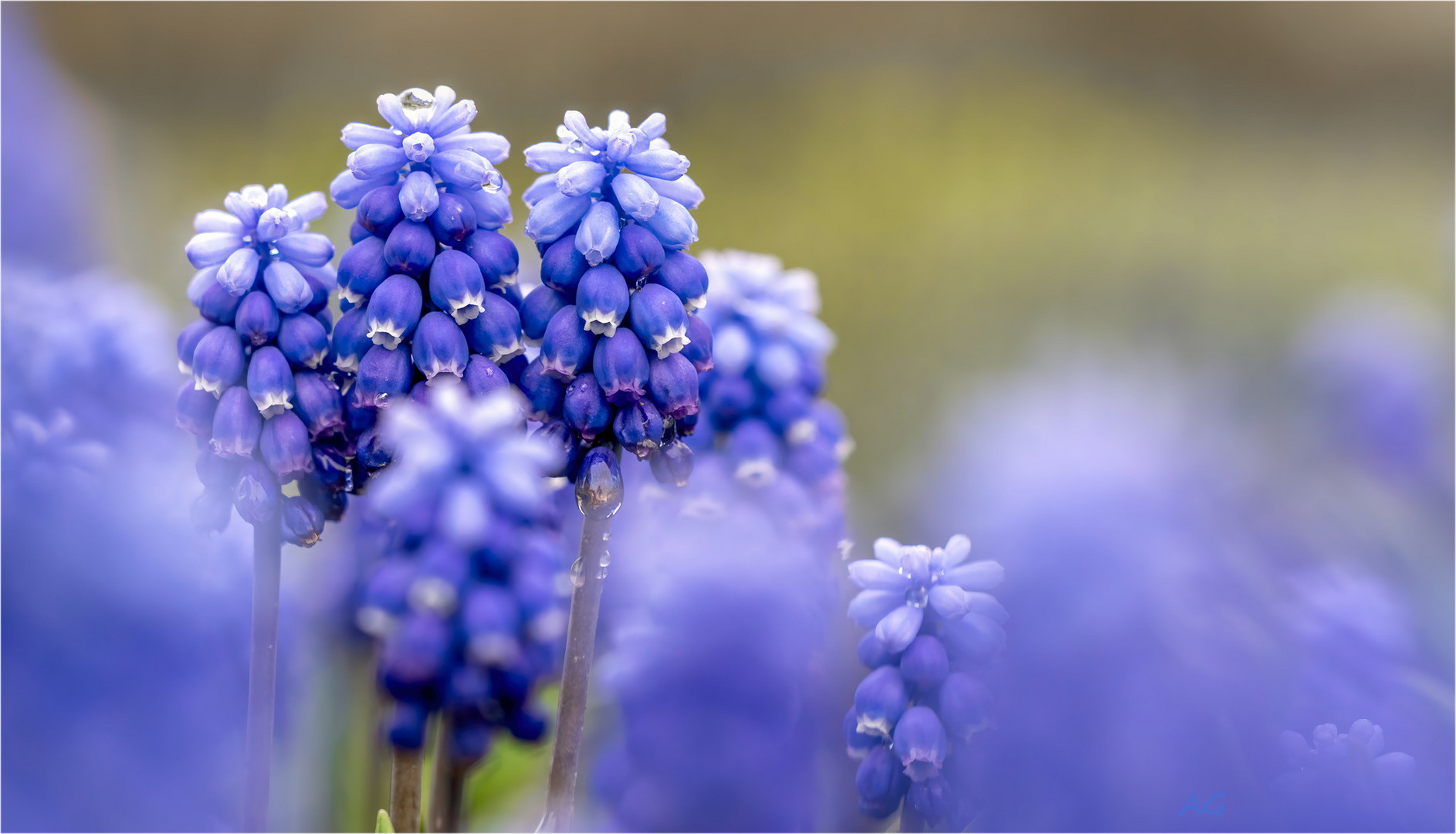 Muscari armeniacum