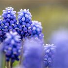 Muscari armeniacum