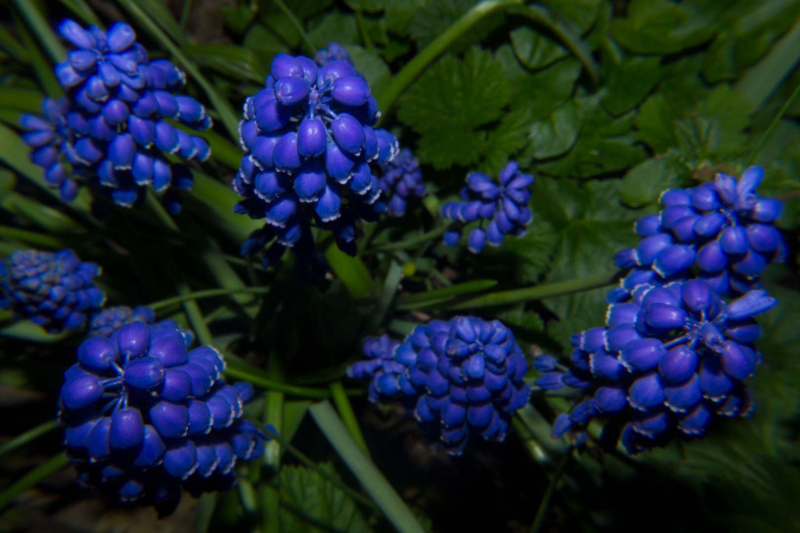 Muscari armeniacum