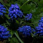 Muscari armeniacum