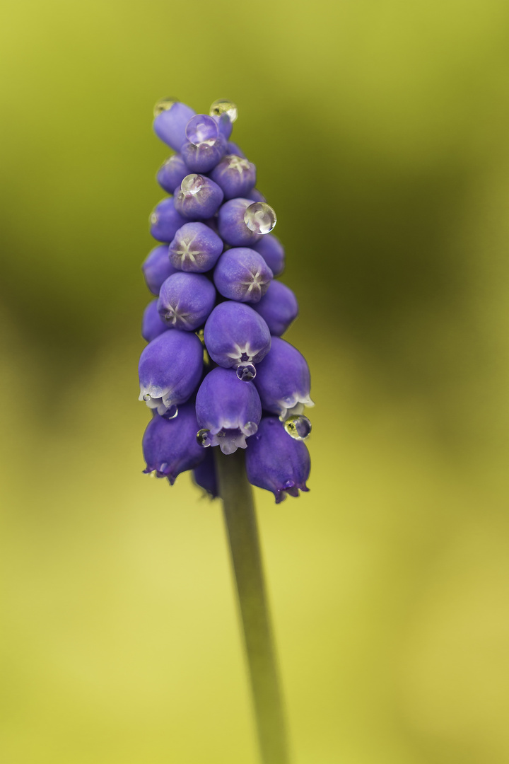 Muscari armeniacum