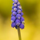 Muscari armeniacum