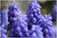 *Muscari armeniacum*