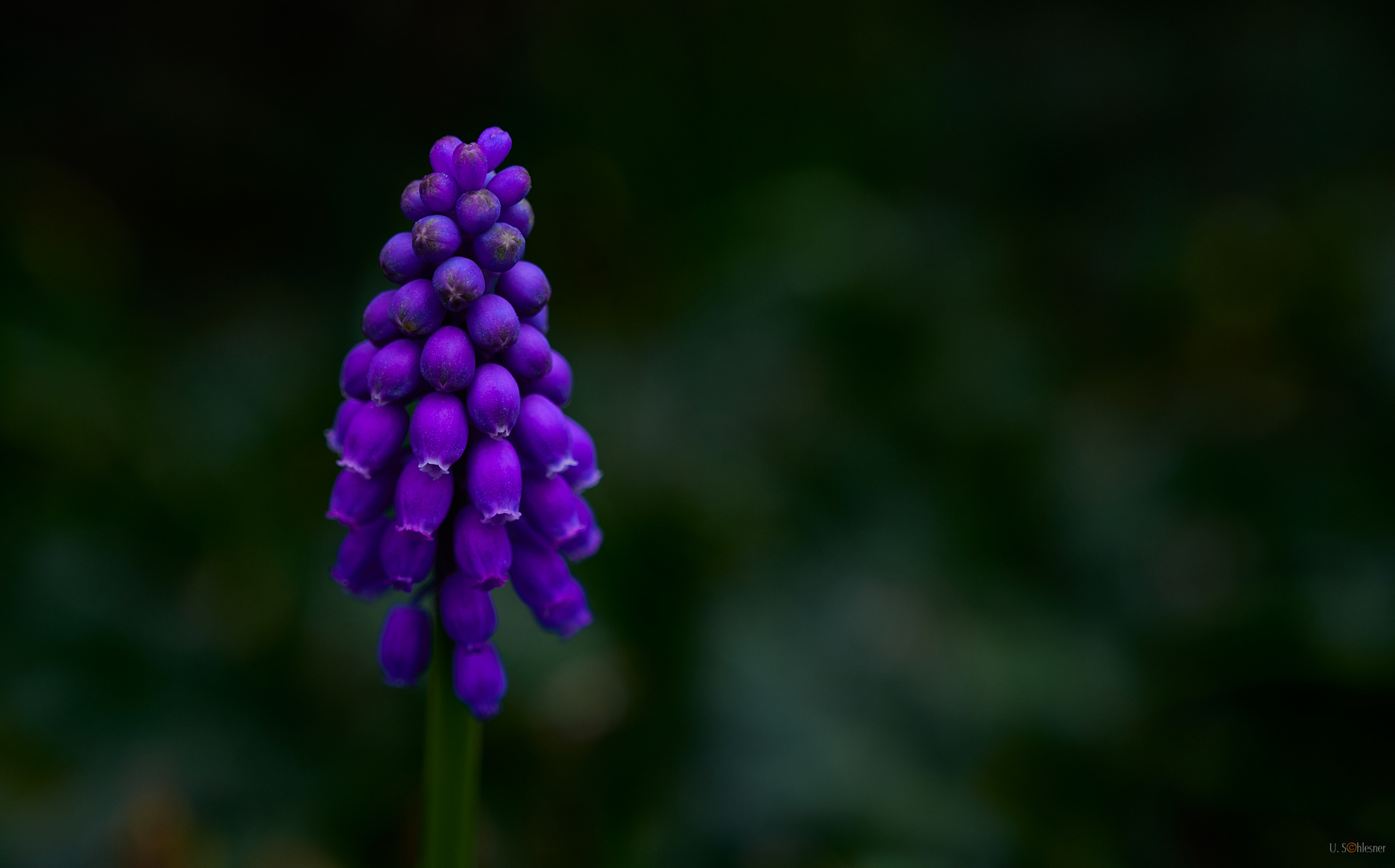 Muscari armeniacum - Die blaue Traubenhyazinthe