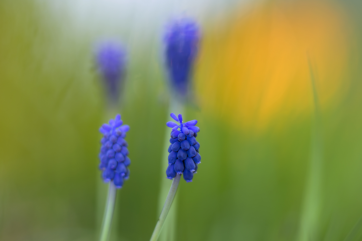 Muscari azzurro