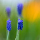 Muscari azzurro