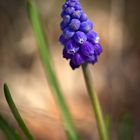 Muscari