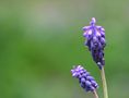 muscari von daniele guglielmi 