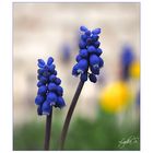 ...Muscari...