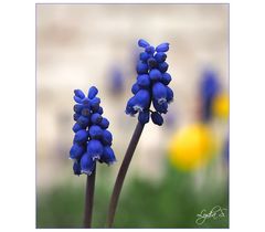 ...Muscari...