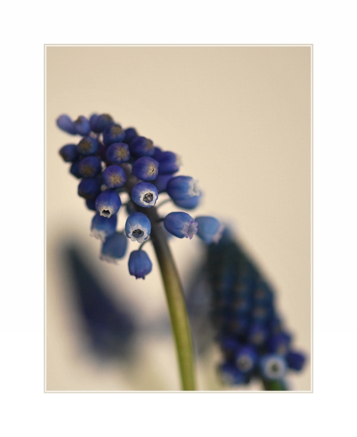 MUSCARI