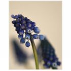 MUSCARI