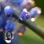 Muscari beim Regen