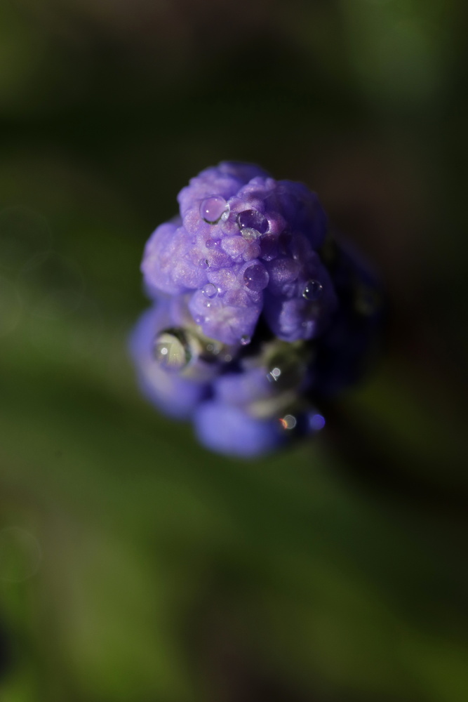 Muscari