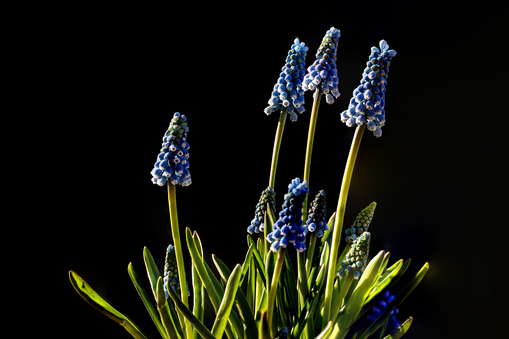 Muscari Blue Magic