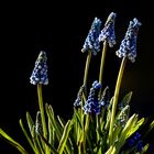 Muscari Blue Magic