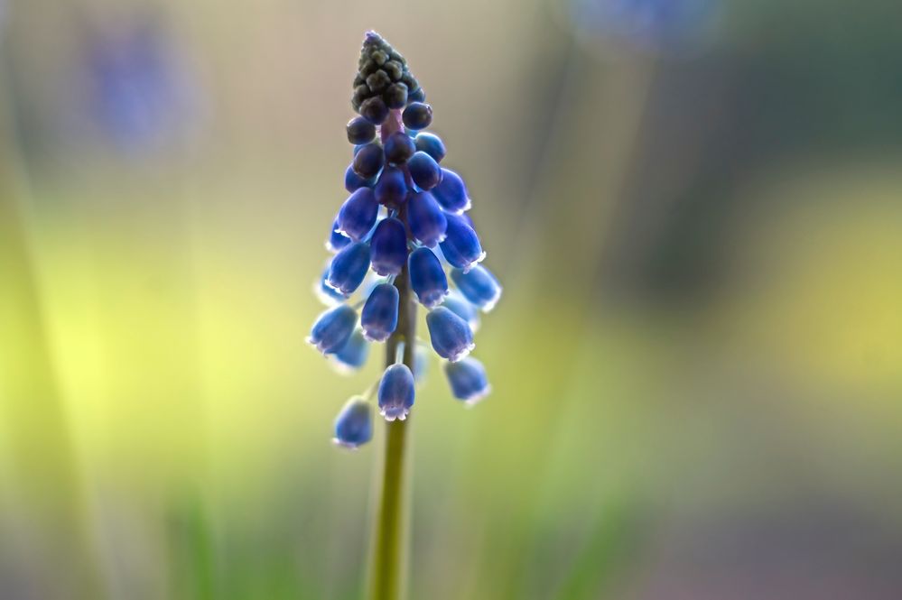 Muscari Blütenzauber