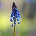 Muscari Blütenzauber