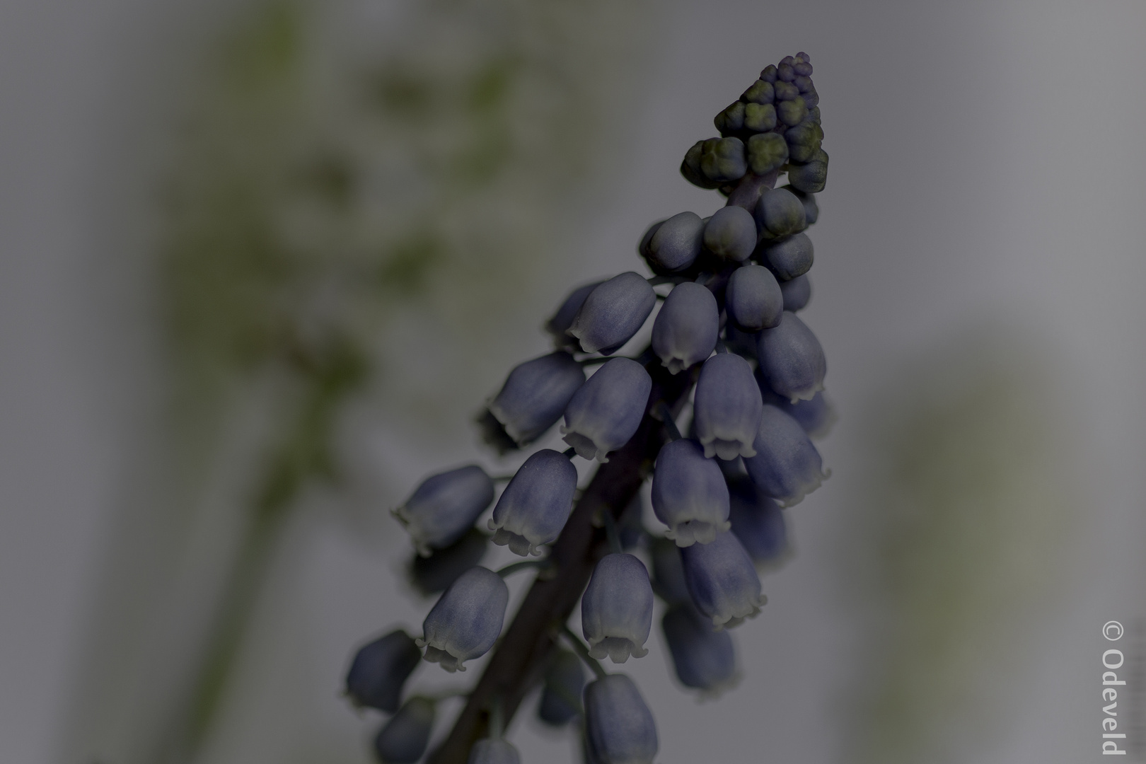 Muscari botryoides.