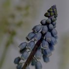 Muscari botryoides.