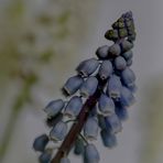 Muscari botryoides.