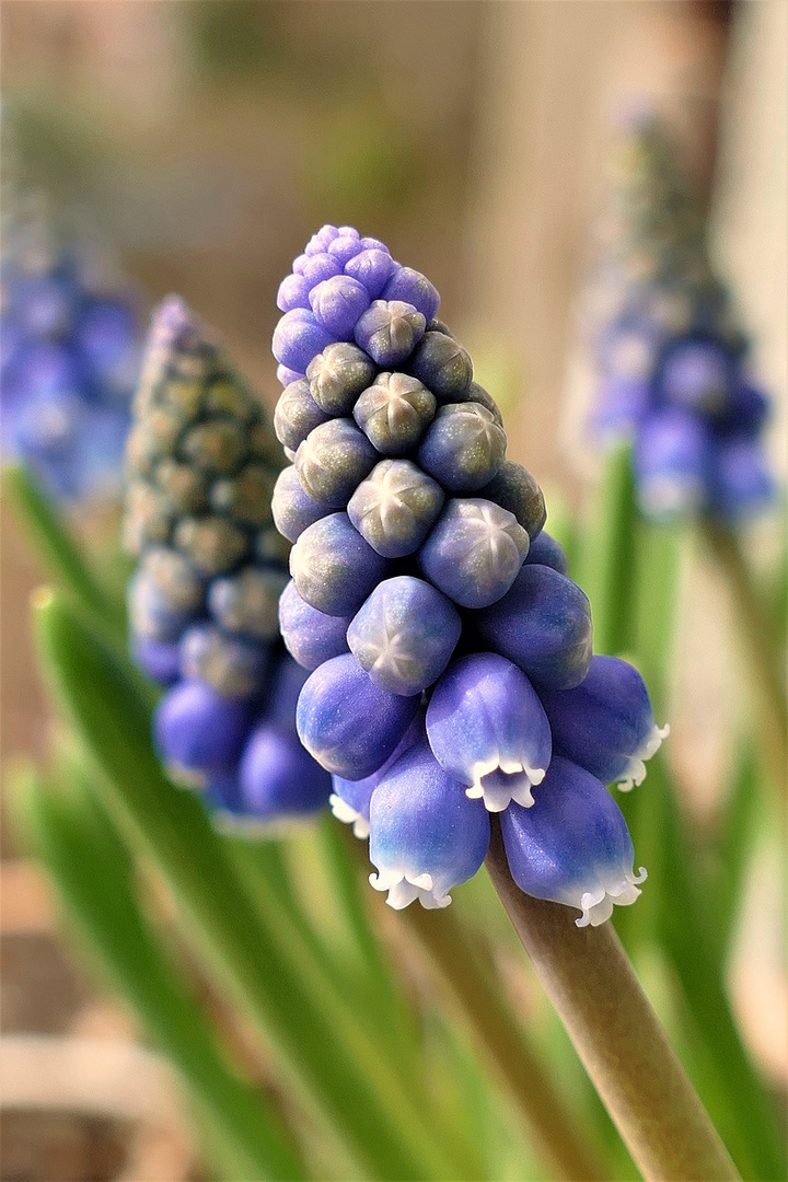 Muscari 