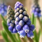 Muscari 