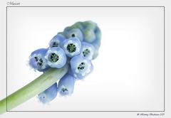 Muscari