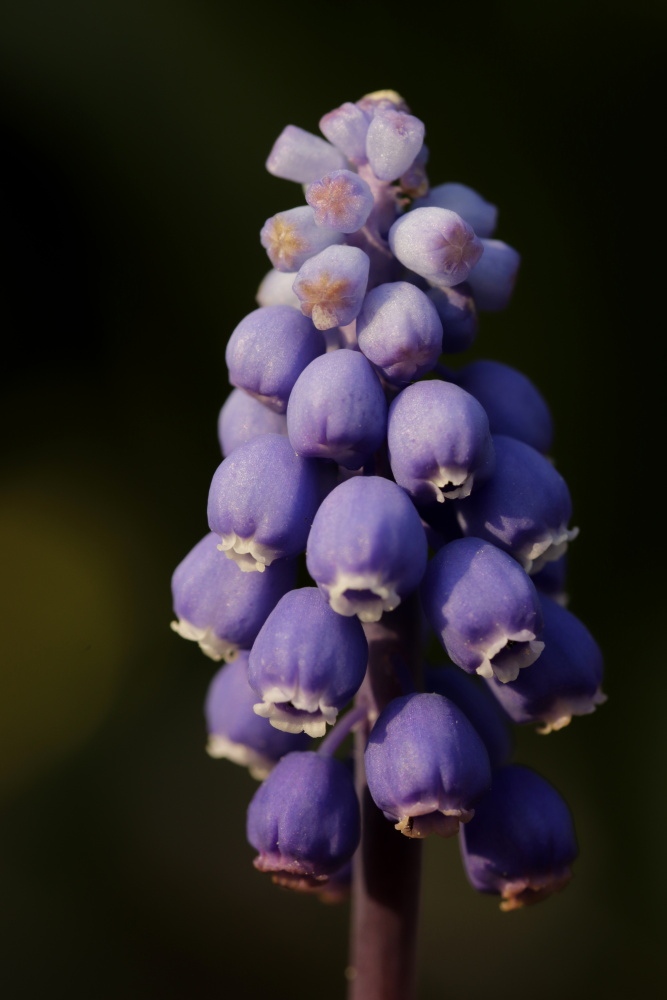 Muscari