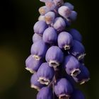 Muscari