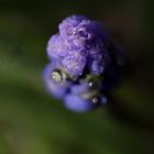 Muscari