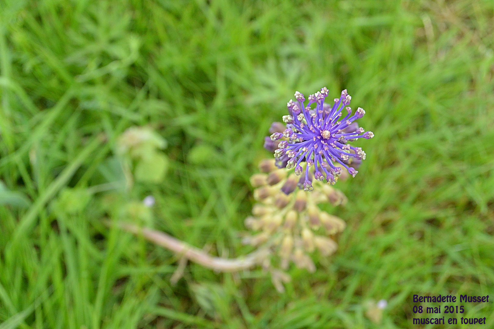 Muscari comosum