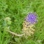 Muscari comosum